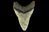 Bargain, Fossil Megalodon Tooth - North Carolina #131575-2